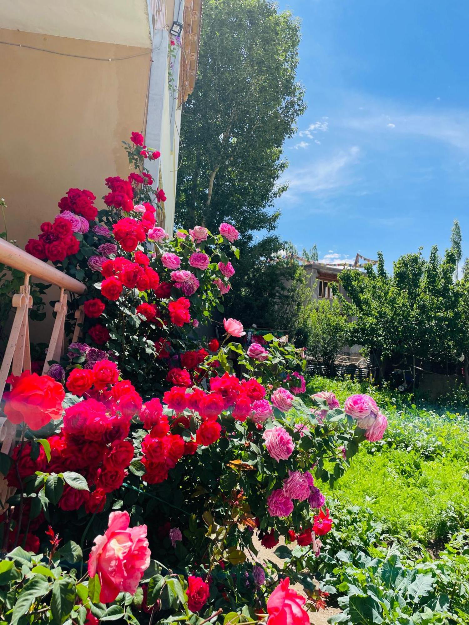 Zlatan Guest House レー エクステリア 写真
