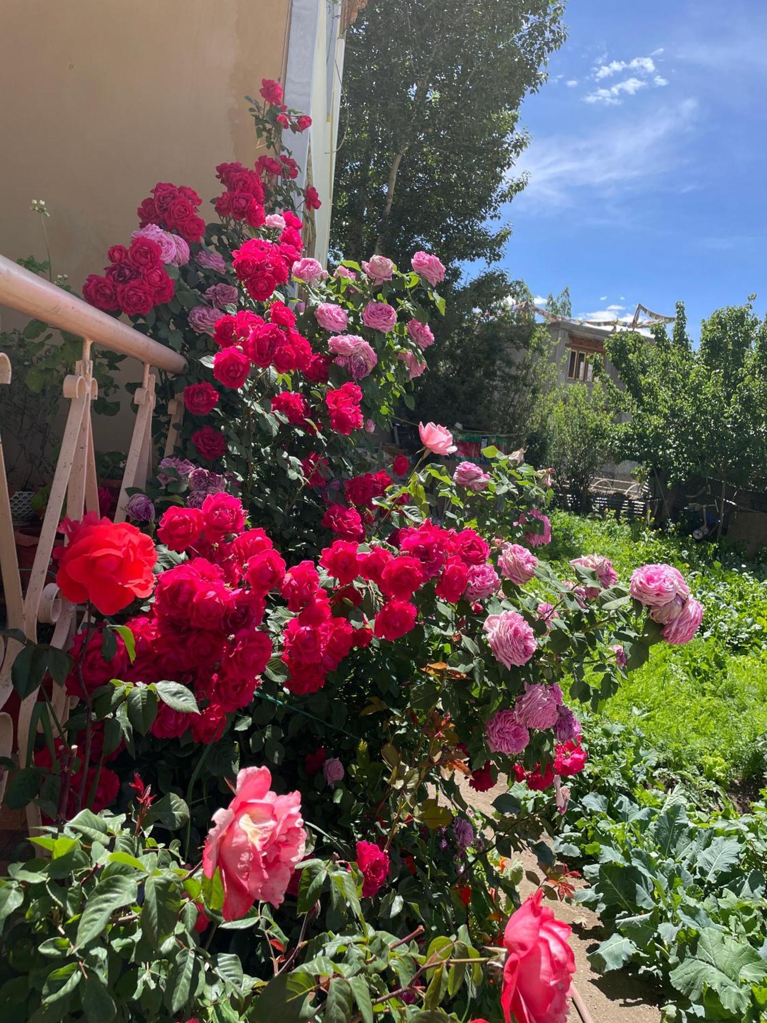 Zlatan Guest House レー エクステリア 写真
